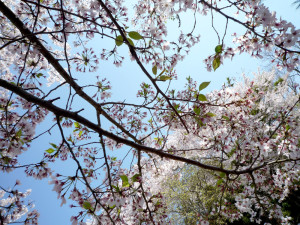sakura10