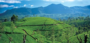 http://www.teatrails.com/